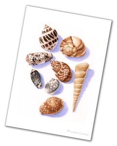 'Shells' greeting card