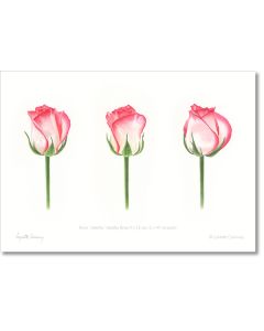 Rosebuds