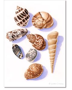 Shells, still life prints