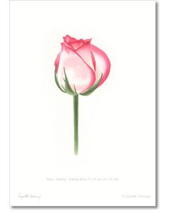 rosebud, botanical prints