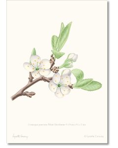 white Hawthorne blossom