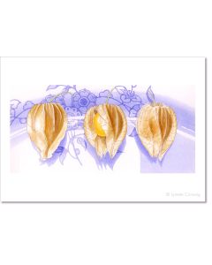 physalis, still life print