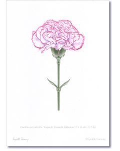 carnation