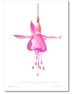 Hummingbird Fuchsia