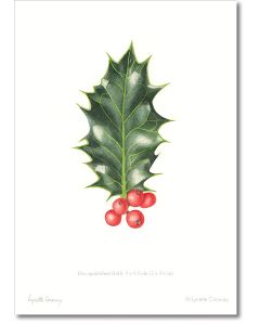 holly leaf, botanical prints