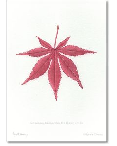 Maple Leaf