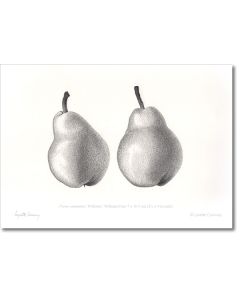 williams pears