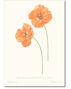 poppies