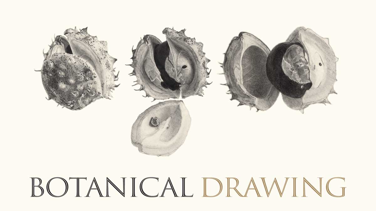 Botanical drawing
