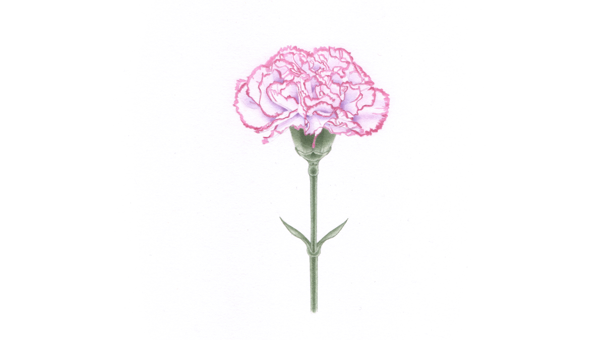 carnation