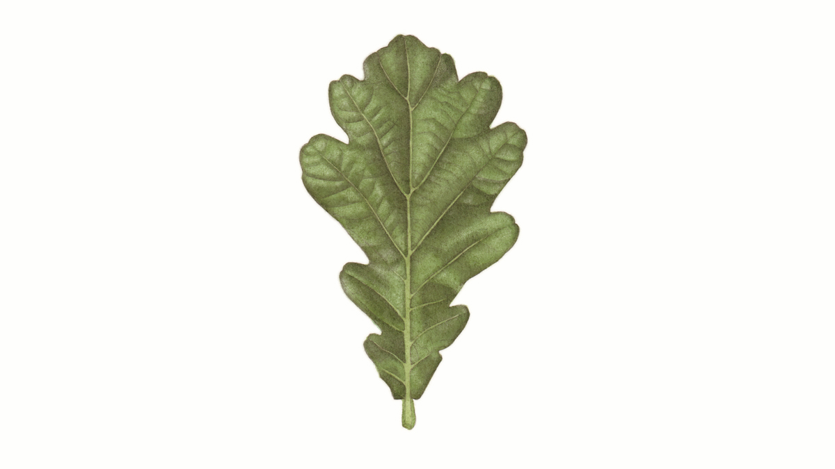 oak leaf