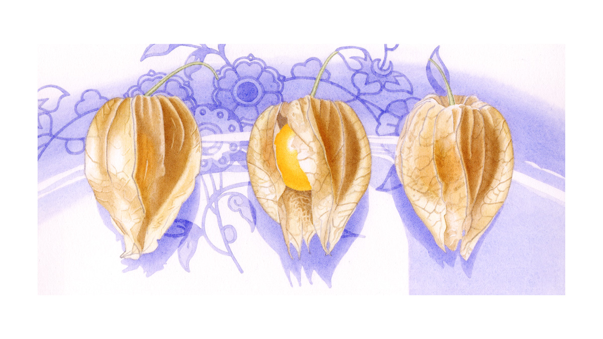 physalis