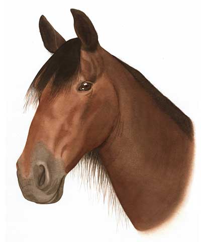 Horse Horse