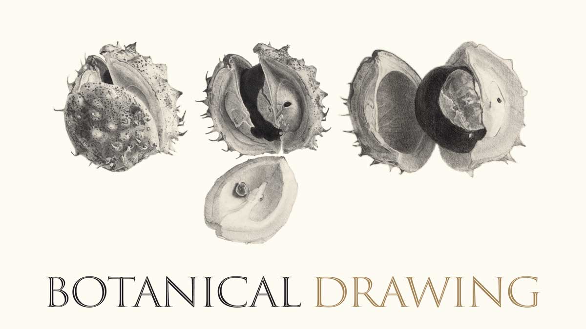 Botanical drawing Botanical drawing