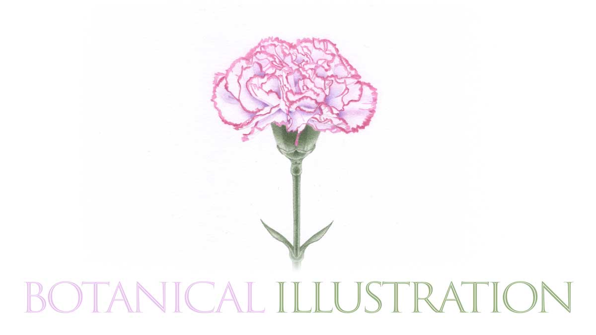 Botanical illustration Botanical illustration