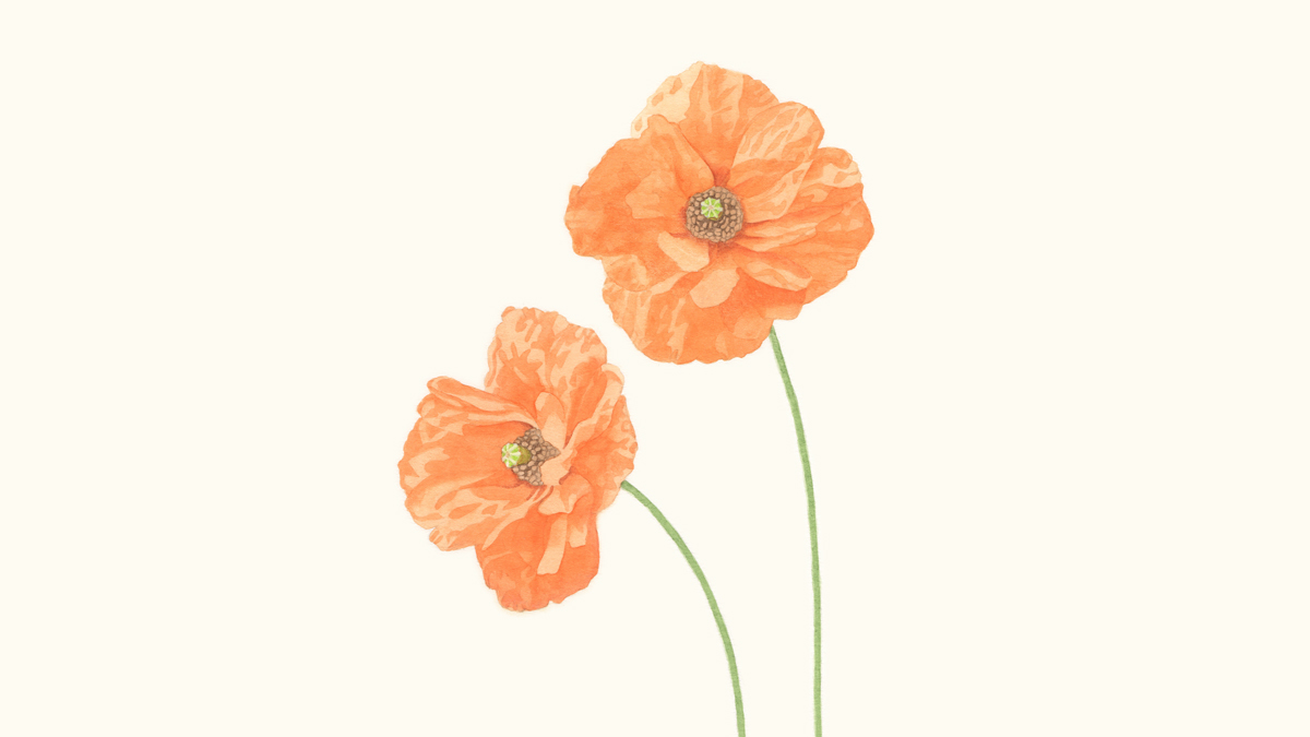 poppies