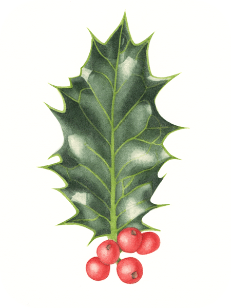 botanical art botanical art
