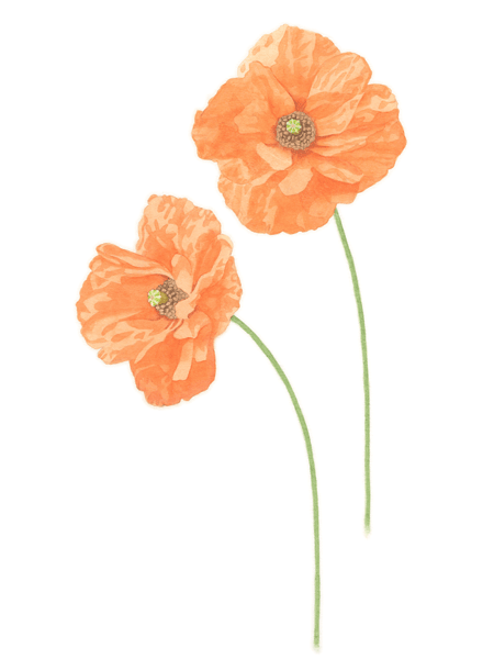 botanical illustration botanical illustration
